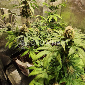 Auto_Purple_Diesel_Autoflowering_semena_konopí
