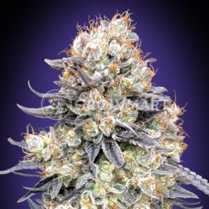 Auto_Purple_Punch_Seminka_Konopi_1