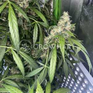 Auto_Skunk_Seminka_konopi