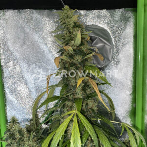 Auto_Skunk_Seminka_konopi