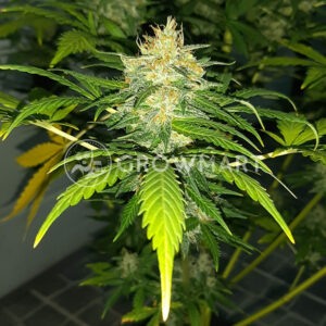 Automatic_Collection_#1_Samokvetoucí_semena_konopí