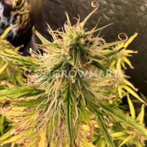 Auto_Somango_Glue_seminka_konopi