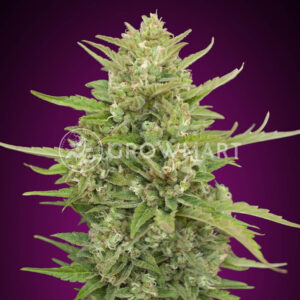 Auto_Super_Skunk_Seminka_konopi_1