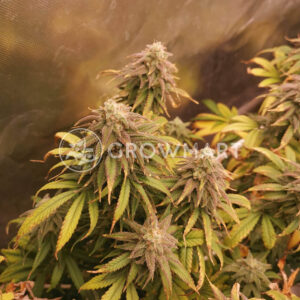Auto_Super_Skunk_Seminka_konopi_2