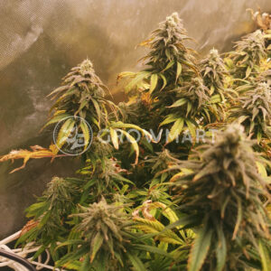 Auto_Super_Skunk_Seminka_konopi_3