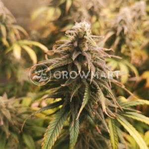 Auto_Super_Skunk_Seminka_konopi_4