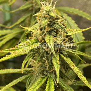 Sweet_Soma_Feminizované_semínka_konopí