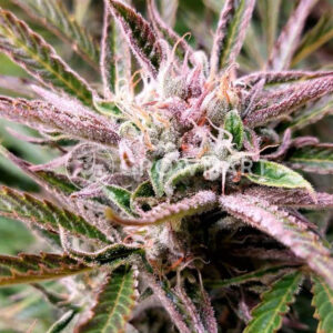 Auto_Tangie_Seminka_konopi