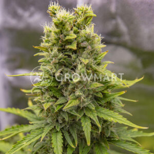 Auto_Tutankhamon_Samokvetoucí_semínka_konopí