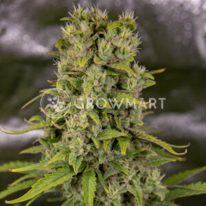 Auto_Tutankhamon_Samokvetoucí_semínka_konopí