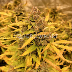 Auto_Ultimate_Autoflowering_semínka_konopí