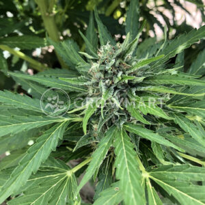 Auto_Wappa_Autoflower_semínka_konopí