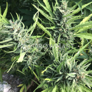 Auto_Wappa_Autoflower_semínka_konopí