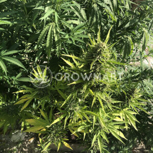 Auto_Wappa_Autoflower_semínka_konopí