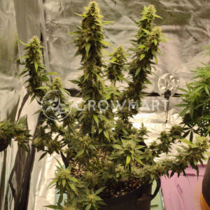 Auto_White_Widow_seminka_konopi