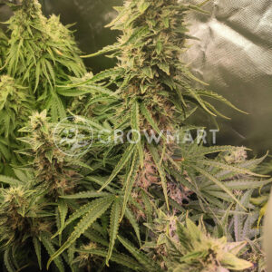 Auto_White_Widow_Samokvetoucí_semínka_konopí