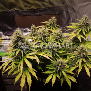 Auto_White_Widow_Samokvetoucí_semínka_konopí