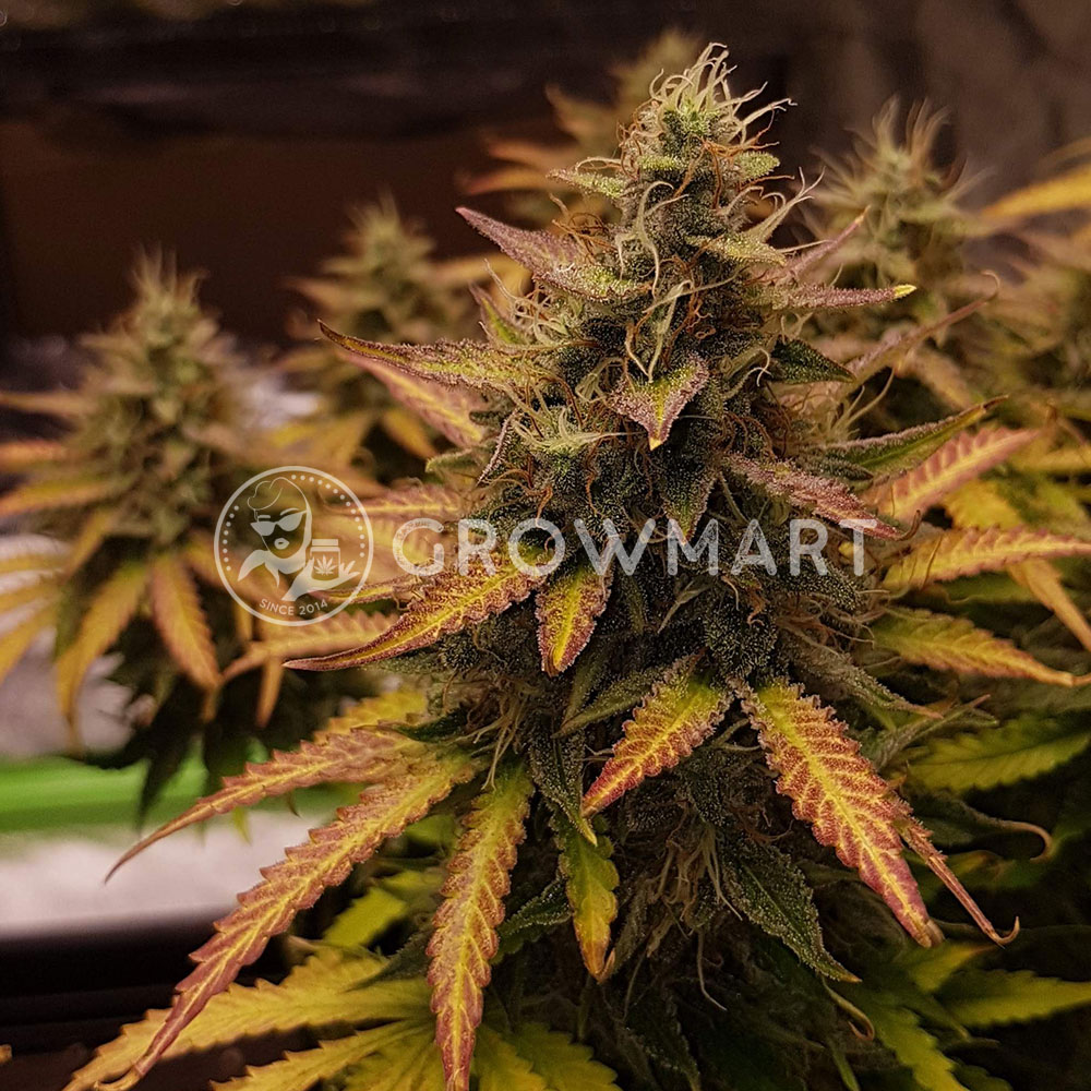 Auto_White_Widow_Samokvetoucí_semínka_konopí