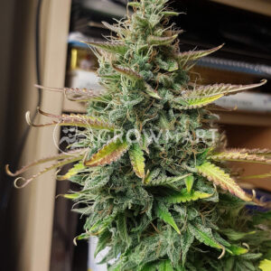 Auto_White_Widow_Samokvetoucí_semínka_konopí