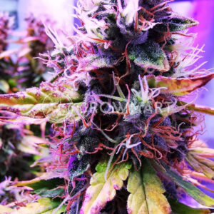 Auto_White_Widow_Autoflowering_semínka_konopí