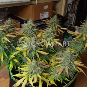 Auto_White_Widow_Samokvetoucí_semínka_konopí
