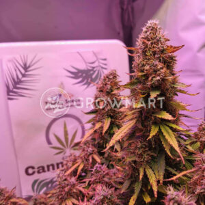 Auto_White_Widow_Autoflowering_semínka_konopí