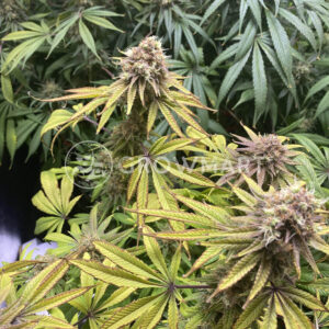 Auto_White_Widow_XXL_seminka_konopi_1
