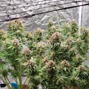 Auto_White_Widow_XXL_seminka_konopi_2