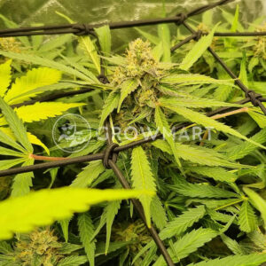 Auto_White_Widow_XXL_seminka_konopi_3
