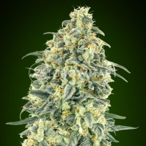 Auto_White_Widow_XXL_seminka_konopi_4