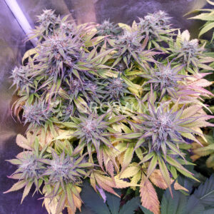 Auto_Whiteberry_Autoflowering_semínka_konopí