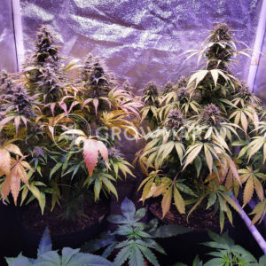 Auto_Whiteberry_Autoflowering_semínka_konopí