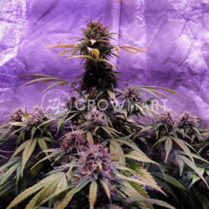 Auto_Whiteberry_Autoflowering_semínka_konopí