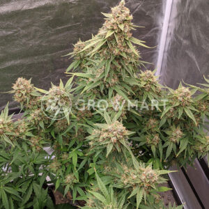 Auto_Xtreme_Autoflowering_semínka_konopí