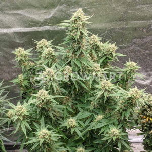 Auto_Xtreme_Autoflowering_semínka_konopí