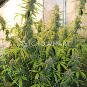Auto_Xtreme_Autoflowering_semínka_konopí