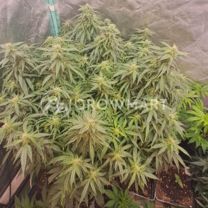 Auto_Zkittlez_seminka_konopi