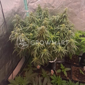 Auto_Zkittlez_seminka_konopi