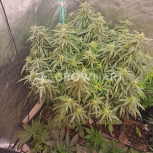 Auto_Zkittlez_seminka_konopi