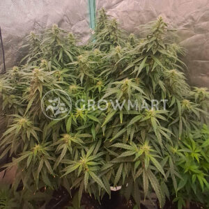 Auto_Zkittlez_seminka_konopi