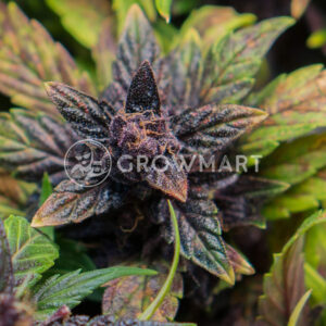 Auto_purple_Samokvetoucí_semínka_konopí