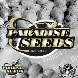Paradise Seeds - AUTOMARIA II | Autoflowering cannabis seeds - Image 6