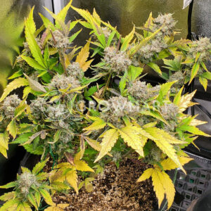 Automatic_collection_#1_1Samokvetoucí_semínka_konopí