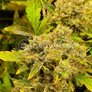 Automatic_collection_#1_1Samokvetoucí_semínka_konopí