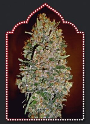 00 Seeds - Automatic Collection #1 | Autoflowering cannabis seeds - Image 7