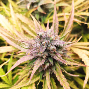 Automatik-Mix__1Samokvetoucí_semínka_konopí