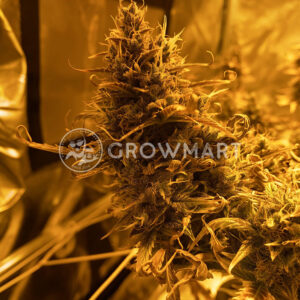 Autopilot_XXL_Autoflower_seminka_konopí