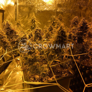 Autopilot_XXL_Autoflower_seminka_konopí