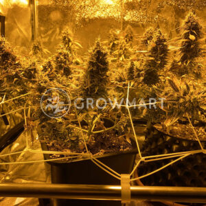 Autopilot_XXL_Autoflower_seminka_konopí