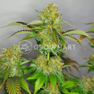 BANANA_BLAZE_seminka_konopi_4